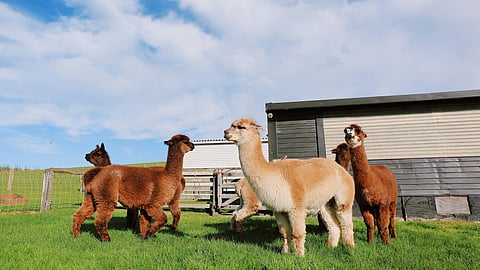 Alpacas