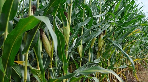 Corn stalks