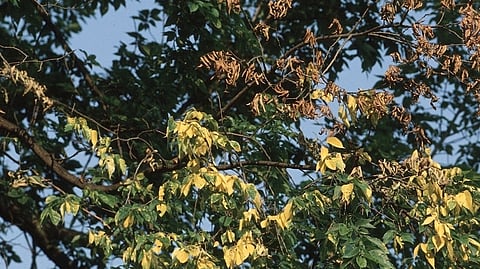 Dutch elm disease 