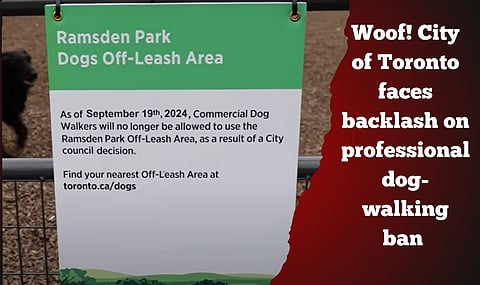 Woof! City of Toronto faces backlash on professional dog-walking ban 