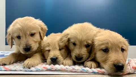 Four of the six puppies seized by the BC SPCA on Dec. 21, 2022 are seen huddled together after being removed from a North Okanagan property. 