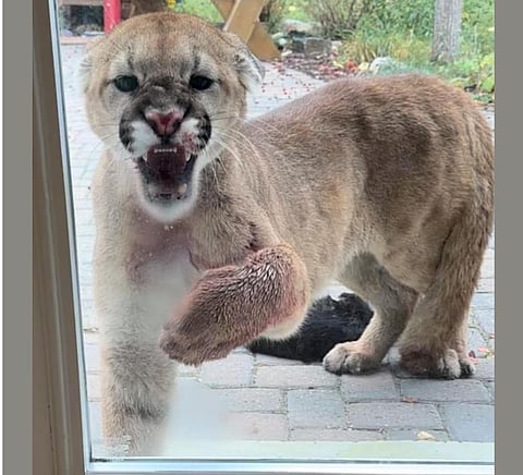 COUGAR TERROR: Giant cat kills family's feline, tries to get in their house west of Calgary