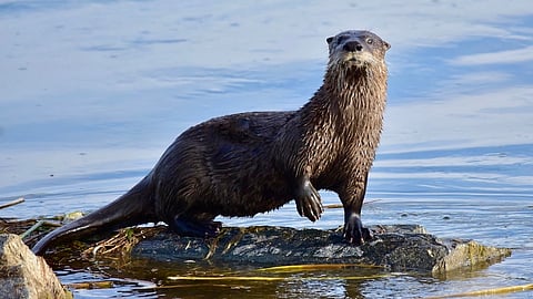 North American River Otter