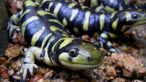Tiger salamanders