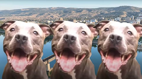 Pit Bulls