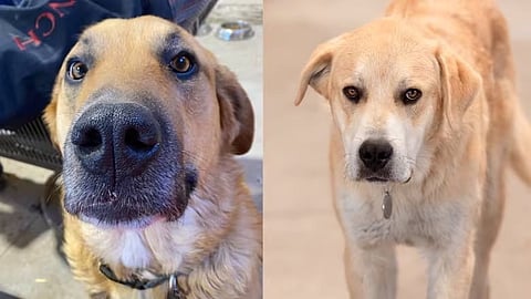 Folk Dogs