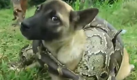 Animal Torture