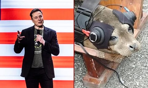 SpaceX founder Elon Musk