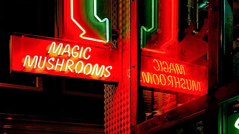 Magic Mushrooms
