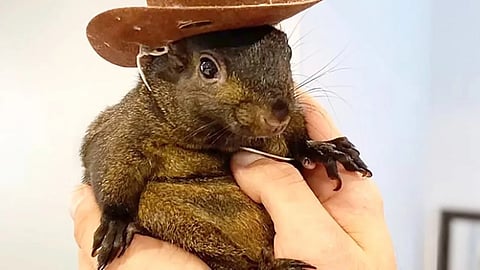 P'nut the Squirrel
