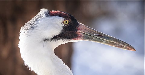 Whooping crane
