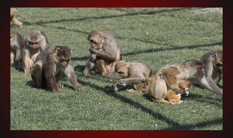 Dozens of research monkeys escape lab in South Carolina  