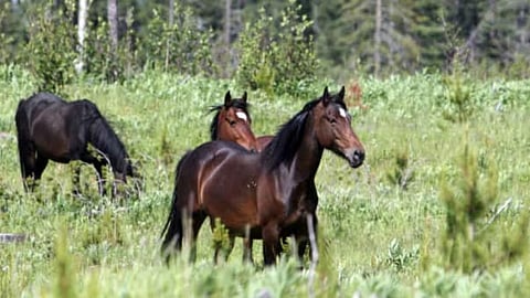 Wild horses 