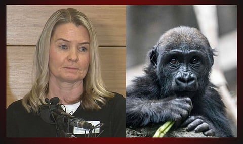 Colleen Baird, Director of Animal Care, Health and Welfare, Lowland gorilla Eyare, of the Calgary zoo