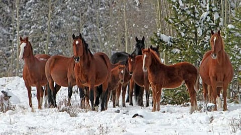 Wild Horses of Alberta 