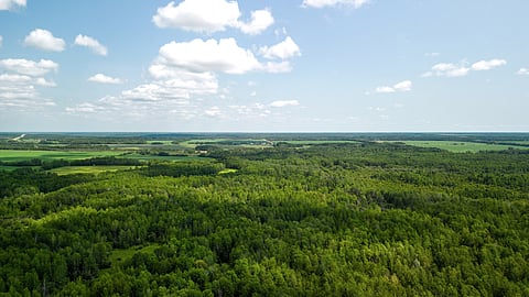 Great Grey Wildland 