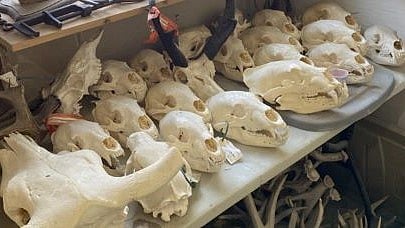 Skulls were among the 144 wildlife exhibits confiscated from Northern Reflections Taxidermy for unlicensed operations