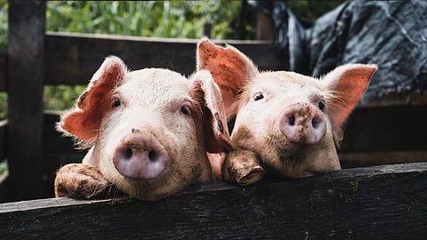 Gene edited pigs have been approved for human consumption in the US
