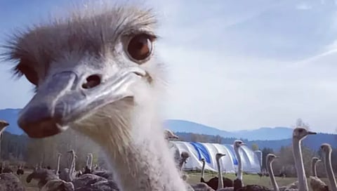 Save Our Ostriches