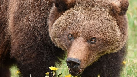 Columnist Brian Giesbrecht examines Alberta premier Danielle Smith's warning  to not 'poke the bear...' while the US goes through some radical readjustments, and declares it to be good sense