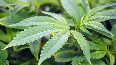 Marijuana plant
