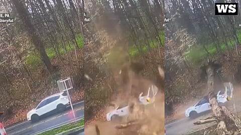 WATCH: TIMBERRRR! — massive tree crashes down on car, woman walks away unscathed