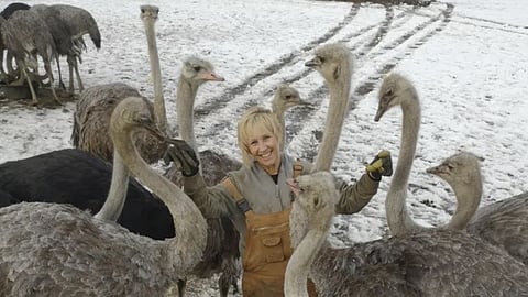 Ostriches