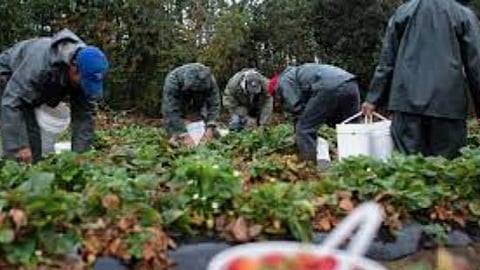 Agriculture workers