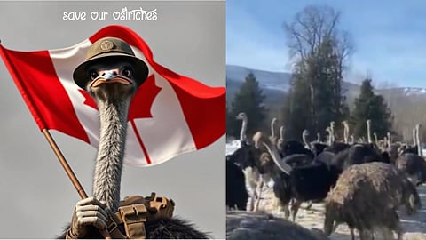 Ostrich killers face reckoning, as the masses flock to protest