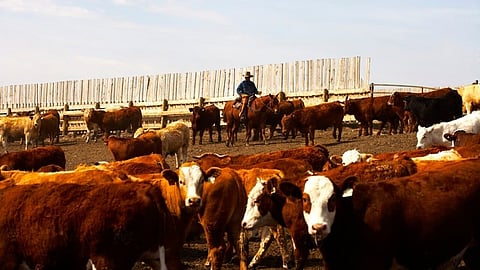Cattle