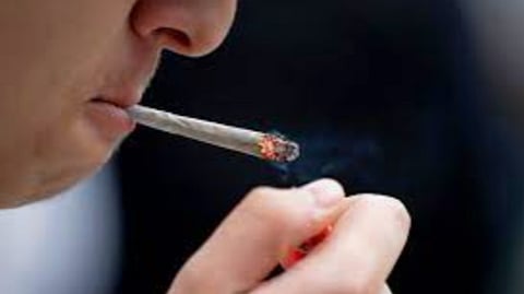 Cannabis