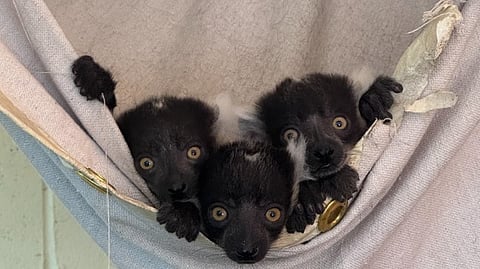 Baby lemurs