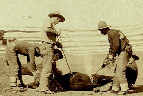 Cattle branding in 1888