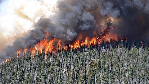 Forest fire rages in B.C.’s central interior in 2014, fuelled by grey, dead timber left behind by a mountain pine beetle outbreak. Similar conditions may have been a factor in the Jasper fire in 2024
