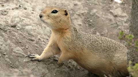 Alberta has seen an explosion in the gopher population after the strychnine ban. 