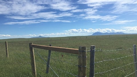 Alberta spends $1.3 million to support long-term health of rangelands

