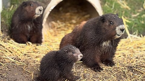 Vancouver Island marmots