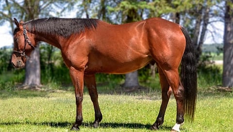 Hank the horse