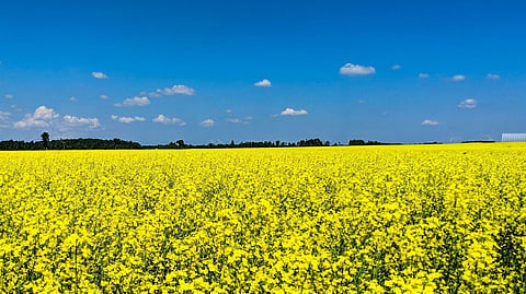 Canola