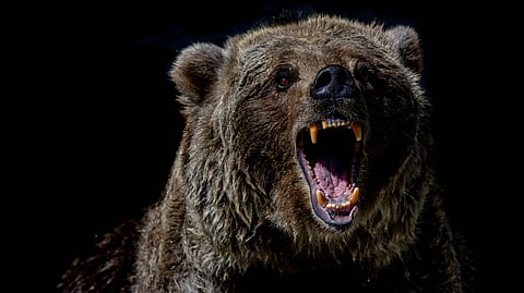 Bear attack