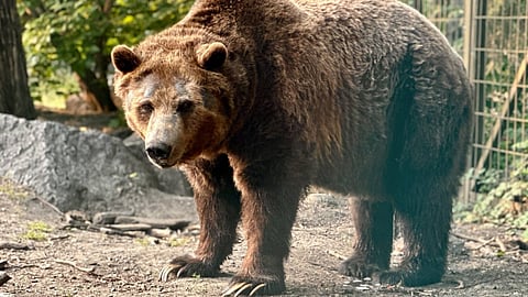 Calgary Zoo forced to put 35-year-old grizzly bear Skoki to sleep