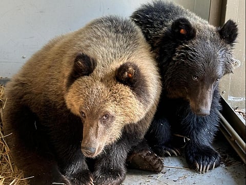 Two orphaned grizzlies find new home at Calgary Zoo