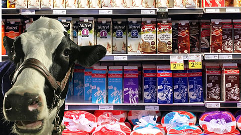 Milk, Cow