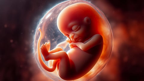 Baby in the womb