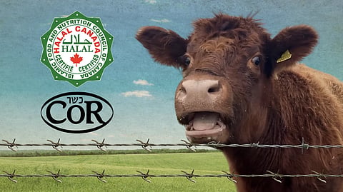 Cow