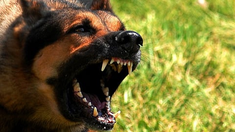 Vicious dog
