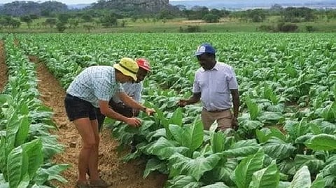 More than two decades after Zimbabwe’s violent land seizures, which upended the country’s agricultural sector and economy, the government says it will return multiple farms owned by foreigners and pay compensation of $146 million.