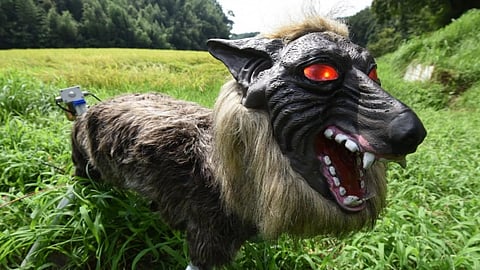 'Monster Wolf' in field