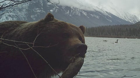 Grizzly bear photo-bomb