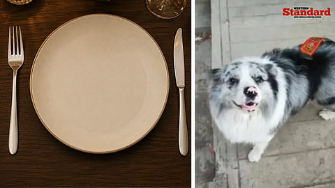 Border Collie social media star 'Chutou' stolen and eaten for $27